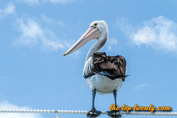 Australian Pelican list top 20 biggest birds Australian Pelican